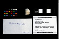 Foto (Objekt + Etikett) von Eodromites grandis  (NHMW-GEO-1990-0041-3328)